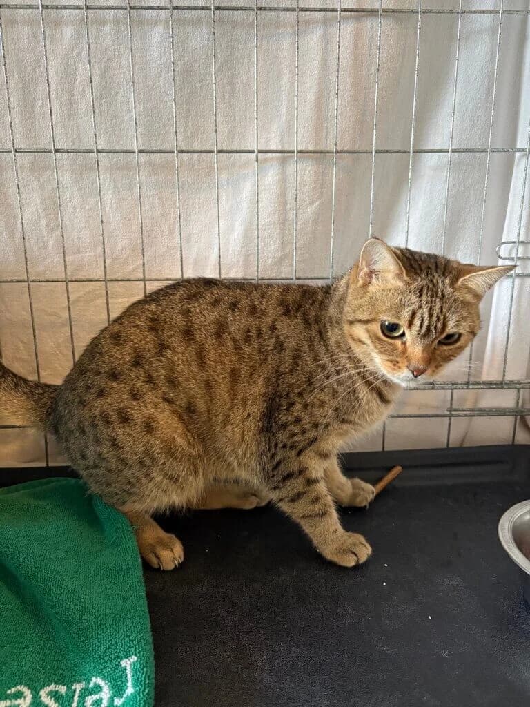 Zarte Fiona sucht gemeinsam mit ihrem Diablo ein liebevolles Zuhause 🐾, female 3yo mixed breed for adoption at Tierheim Düsseldorf, Düsseldorf