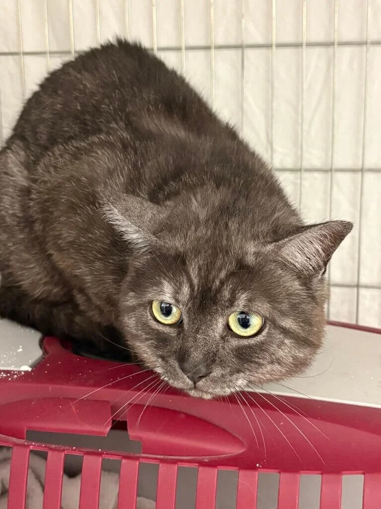 🐾 Diabolo – entspannter Kater mit Freiheitsdrang sucht sein Zuhause 🐾, male 3yo British Shorthair for adoption at Tierheim Düsseldorf, Düsseldorf