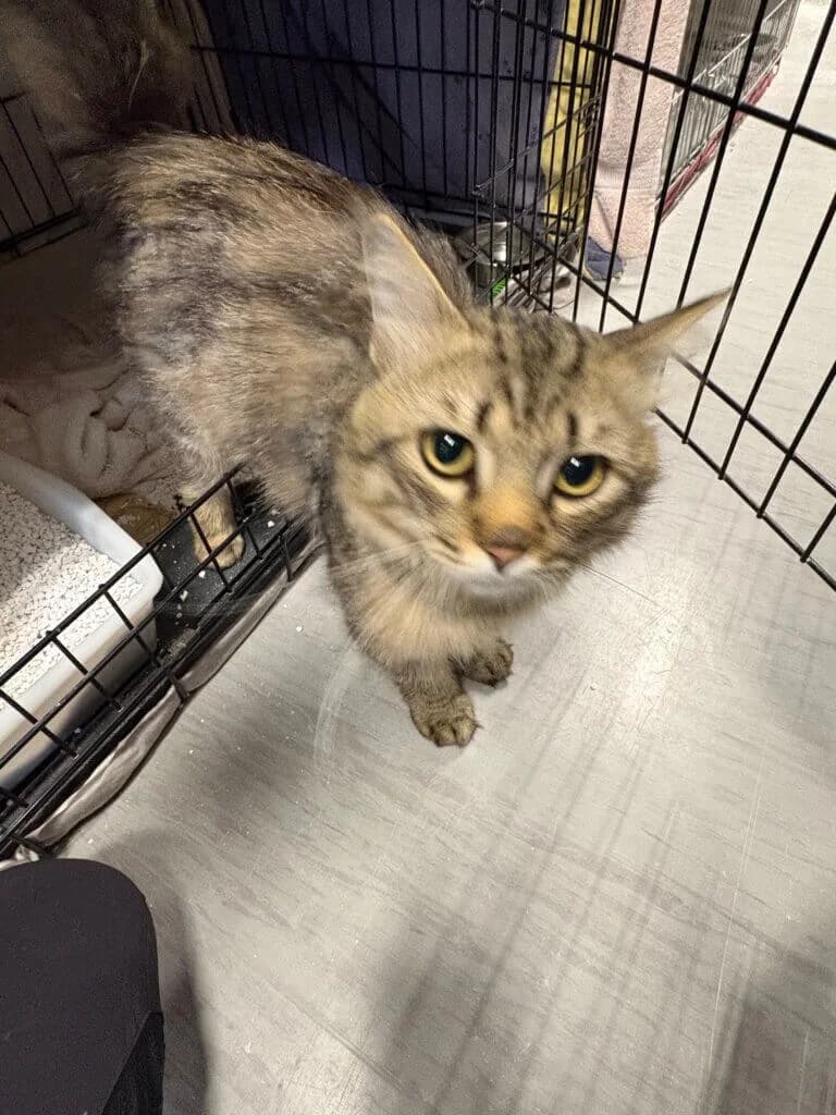 🐾 Moritz – ein lieber Kater mit großem Freiheitsdrang sucht sein Zuhause 🐾, 3yo mixed breed for adoption at Tierheim Düsseldorf, Düsseldorf