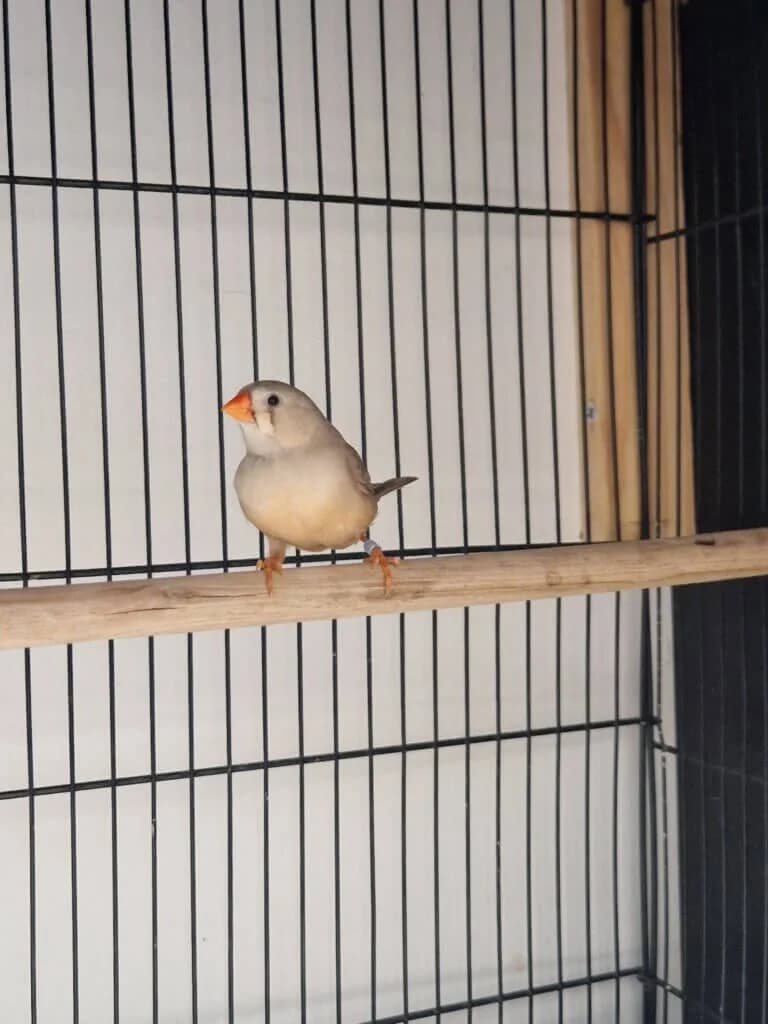 🐦 Zebrafink-Dame Artemis sucht ein neues Zuhause 🐦, female mixed breed for adoption at Tierheim Düsseldorf, Düsseldorf