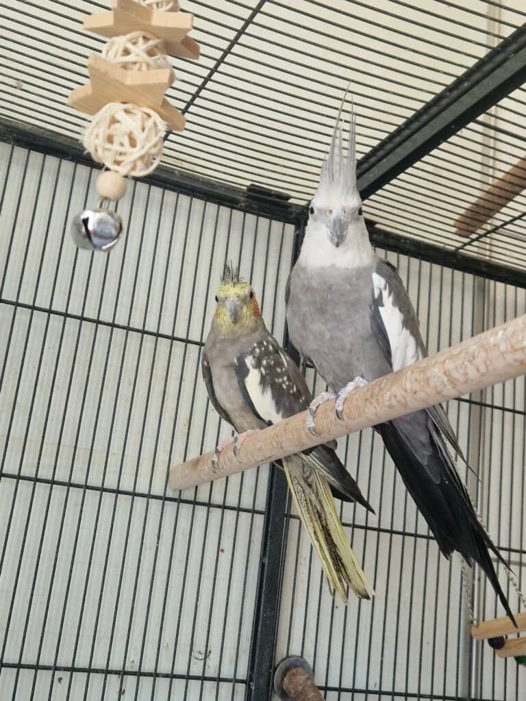 Noname & Christa suchen gemeinsam ein Zuhause 🩷, mixed breed for adoption at Tierheim Düsseldorf, Düsseldorf