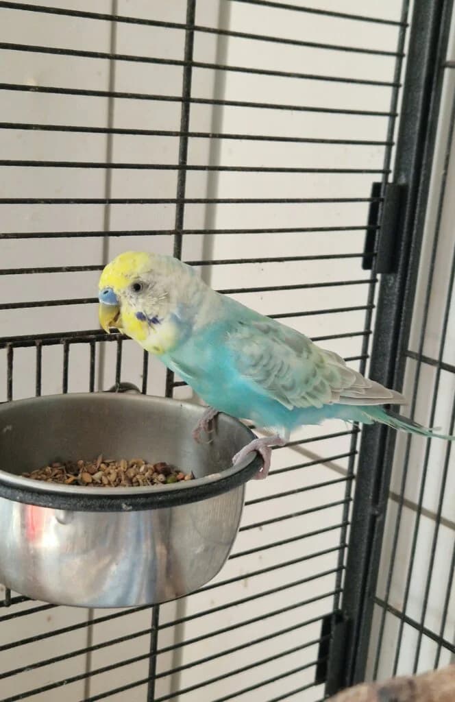 JP💙, male mixed breed for adoption at Tierheim Düsseldorf, Düsseldorf