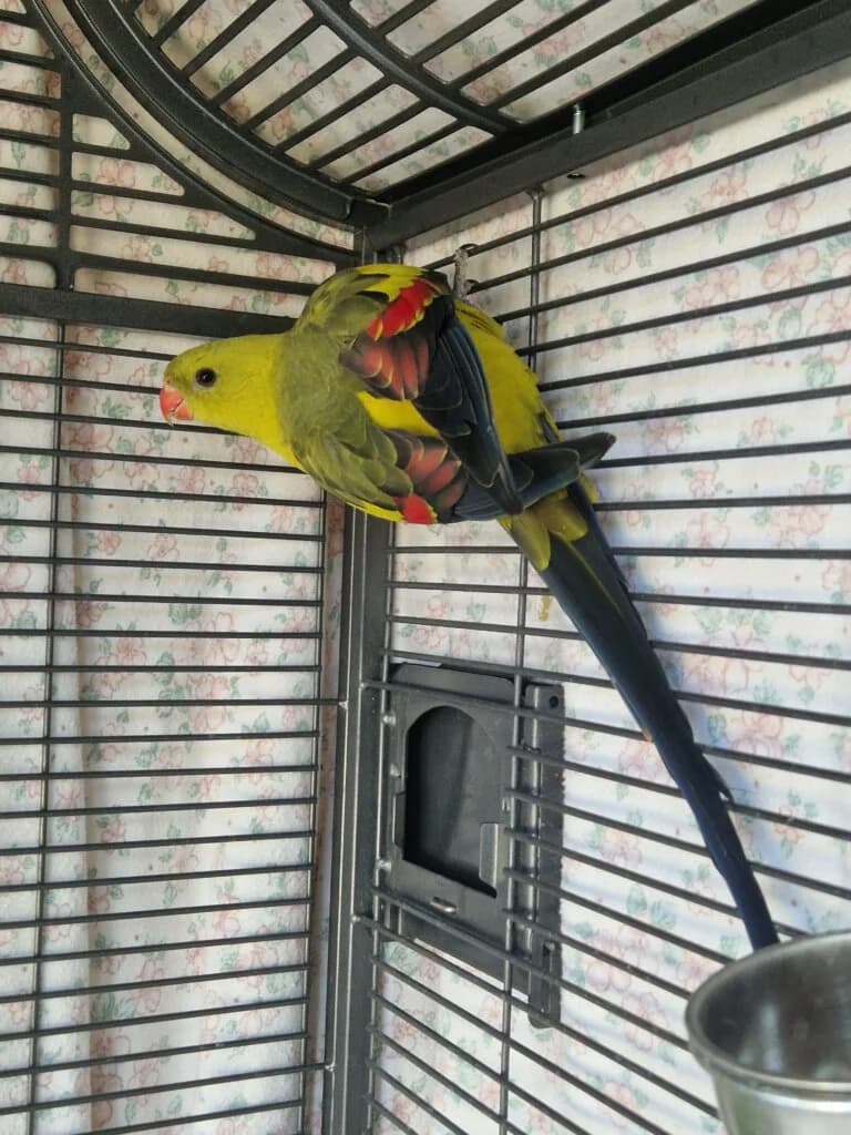 Martin 🦜, male mixed breed for adoption at Tierheim Düsseldorf, Düsseldorf