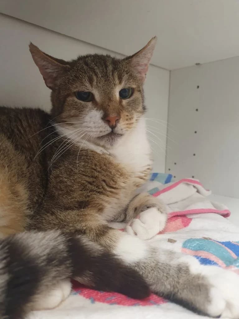Kater Max sucht ein Zuhause mit ganz viel Geduld und Herz 🐾, male senior mixed breed for adoption at Tierheim Düsseldorf, Düsseldorf