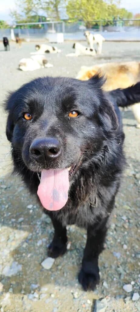 Darko, Mixed Breed (Tierheim Düsseldorf)