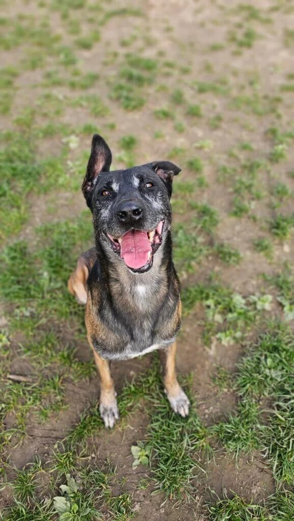 Schröder, male senior Belgian Malinois for adoption at Tierheim Düsseldorf, Düsseldorf
