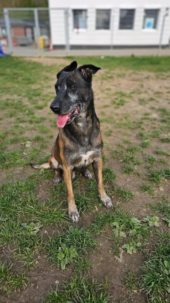 Schröder, male Belgian Malinois for adoption at Tierheim Düsseldorf, Düsseldorf — photo 2 of 4