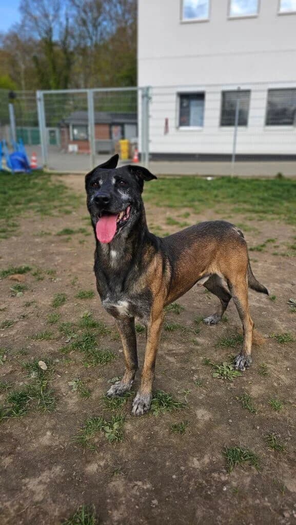 Schröder, male Belgian Malinois for adoption at Tierheim Düsseldorf, Düsseldorf — photo 3 of 4