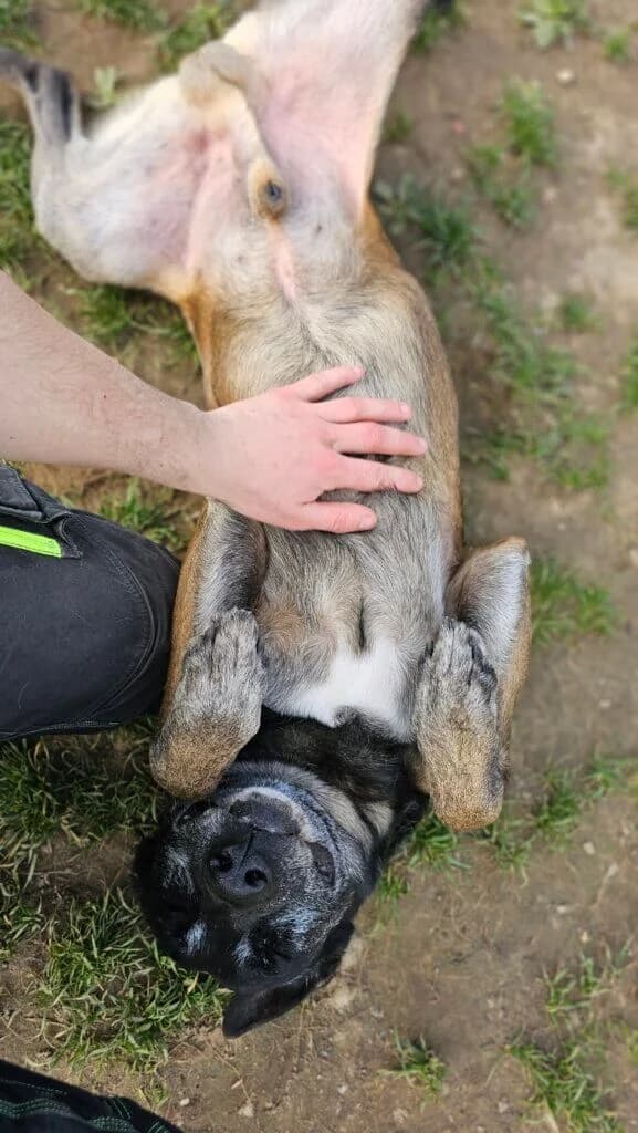 Schröder, male Belgian Malinois for adoption at Tierheim Düsseldorf, Düsseldorf — photo 4 of 4