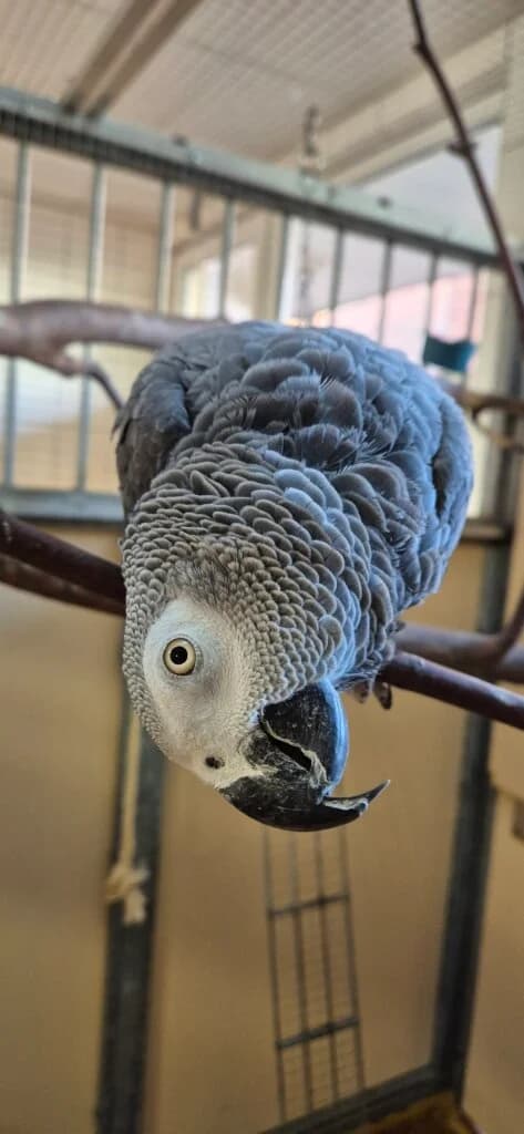 Archibald, male 3yo mixed breed for adoption at Tierheim Düsseldorf, Düsseldorf