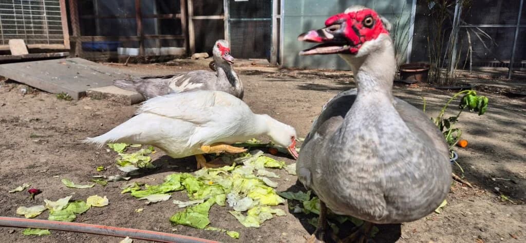 Elvis, Priscilla & Melania,  3yo mixed breed for adoption at Tierheim Düsseldorf, Düsseldorf
