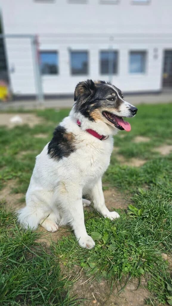 Chiara, female 3yo Mixed Breed for adoption at Tierheim Düsseldorf, Düsseldorf