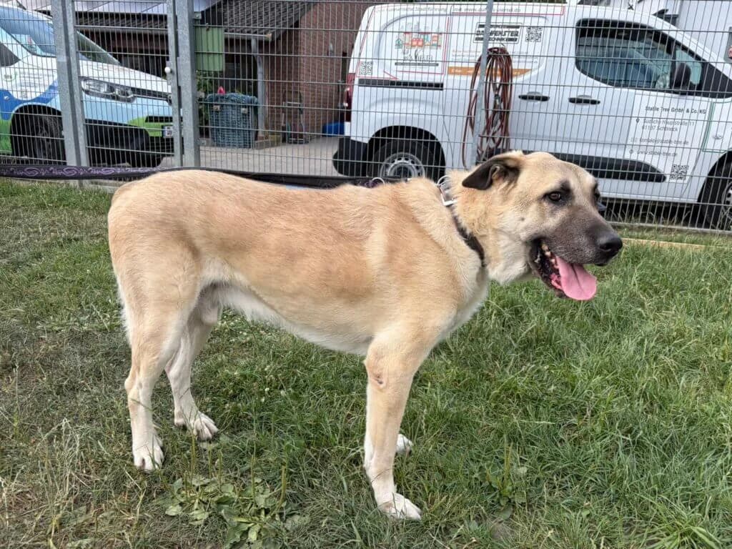 Jackson, male 3yo Kangal for adoption at Tierheim Düsseldorf, Düsseldorf