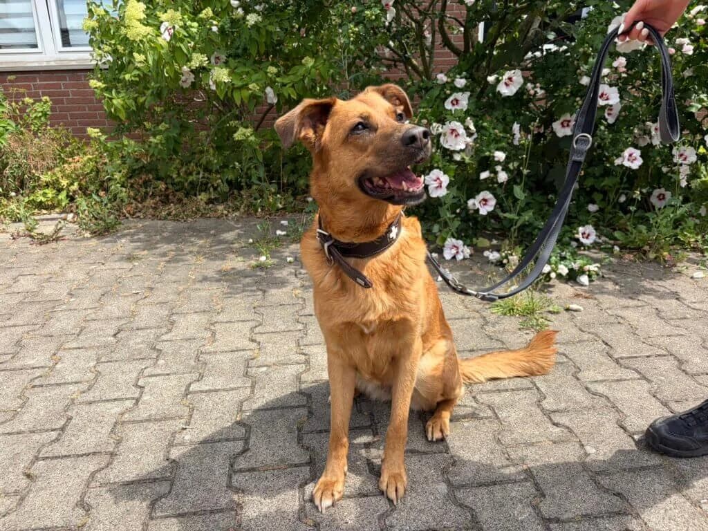 Zara, female 3yo Mixed Breed for adoption at Tierheim Düsseldorf, Düsseldorf