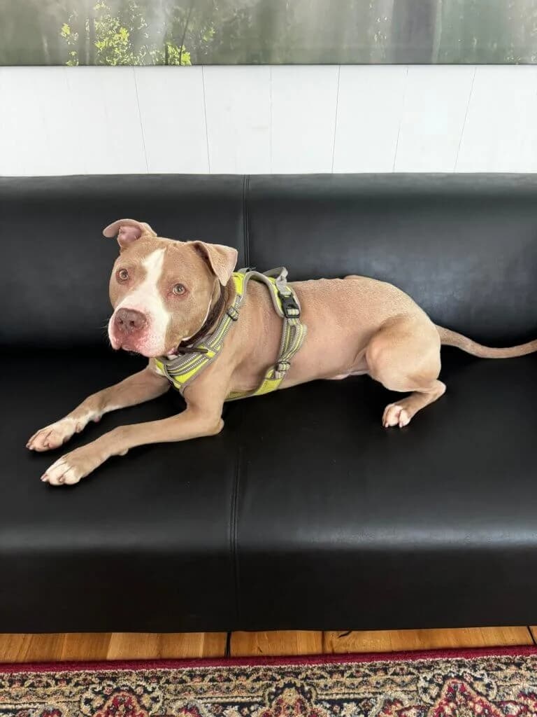 Bronko, male 3yo mixed breed for adoption at Tierheim Düsseldorf, Düsseldorf
