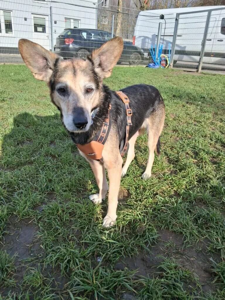 Mary, female senior German Shepherd for adoption at Tierheim Düsseldorf, Düsseldorf