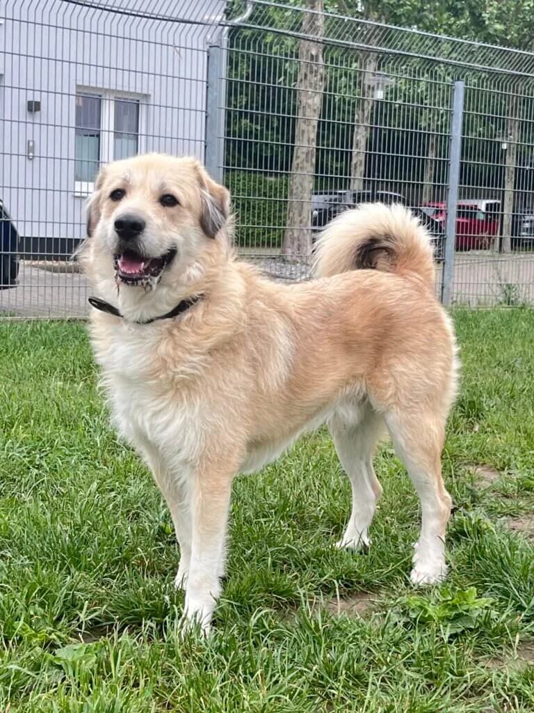 Lumpi, male 3yo mixed breed for adoption at Tierheim Düsseldorf, Düsseldorf