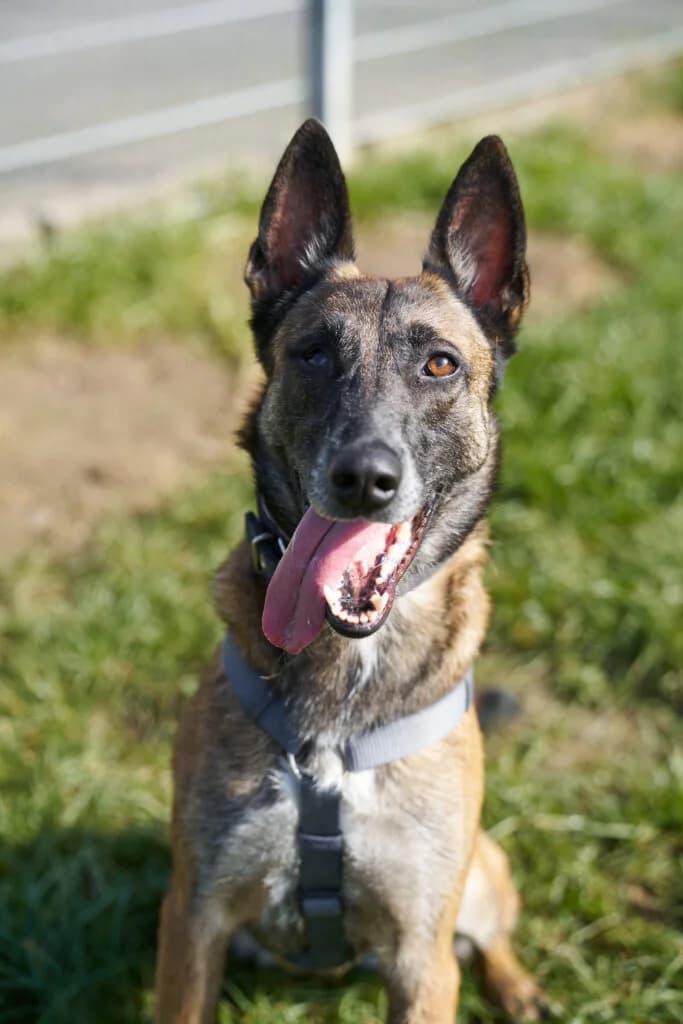 Maya, female 3yo Belgian Malinois for adoption at Tierheim Düsseldorf, Düsseldorf