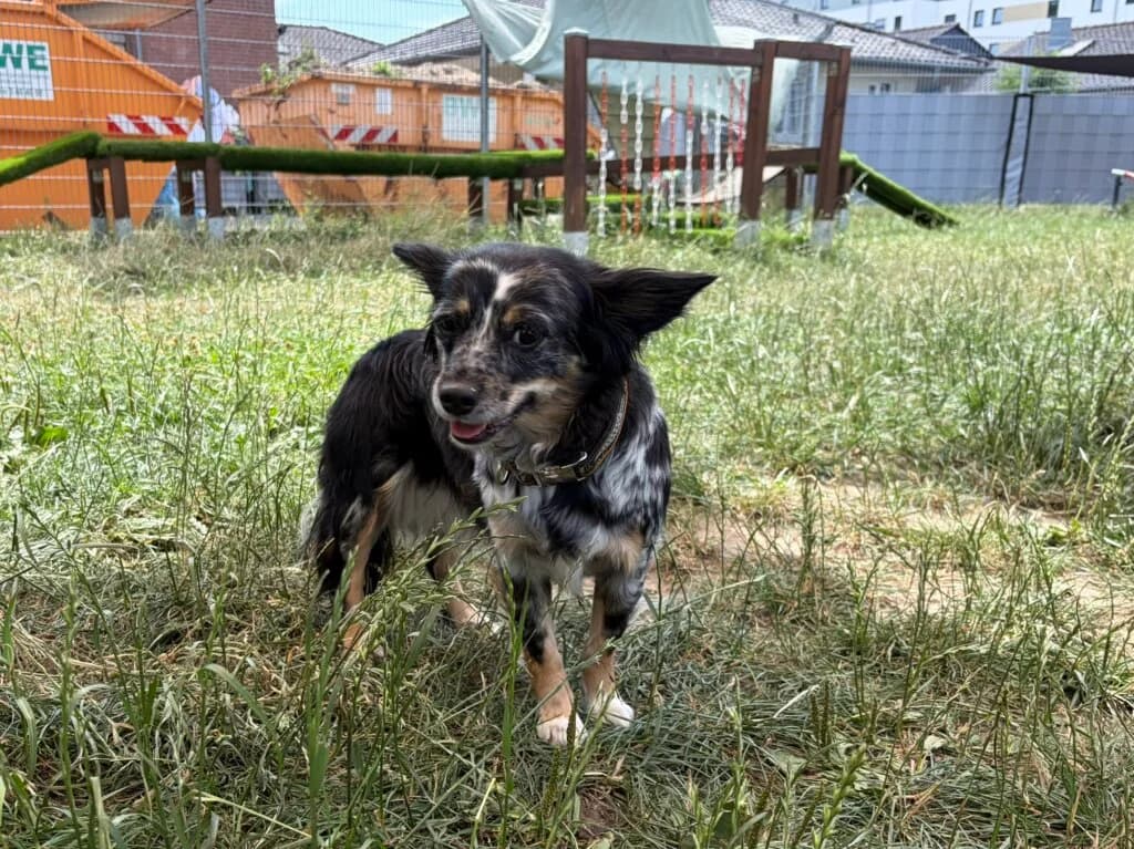 Luna, female 3yo Chihuahua for adoption at Tierheim Düsseldorf, Düsseldorf