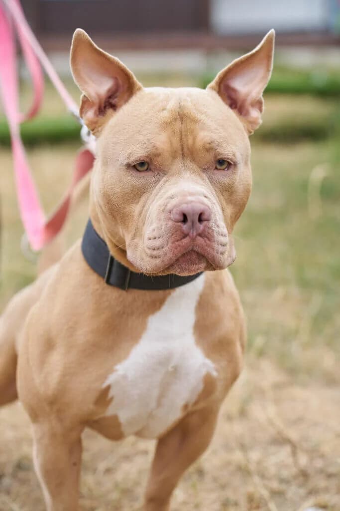 Michael, male 3yo American Bully for adoption at Tierheim Düsseldorf, Düsseldorf