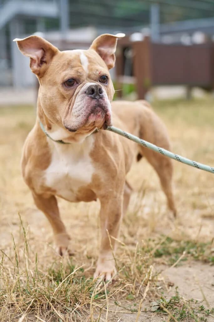 Fee, female 3yo English Bulldog for adoption at Tierheim Düsseldorf, Düsseldorf