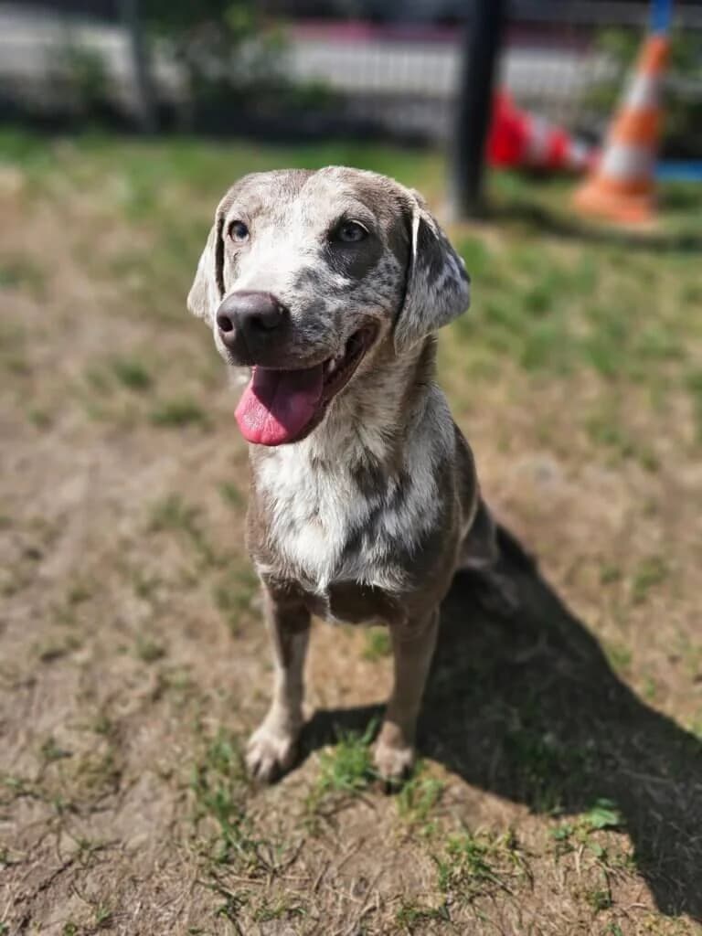 June, female 3yo Labrador Retriever for adoption at Tierheim Düsseldorf, Düsseldorf