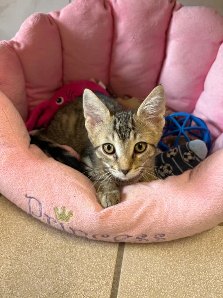 🐾 Kitten suchen ihr Für-immer-Zuhause! 🐾,  young Mixed Breed for adoption at Tierheim Düsseldorf, Düsseldorf