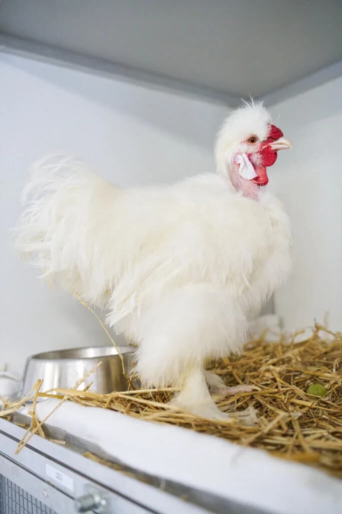 Fluffi - ein Hahn mit Charakter, male 3yo mixed breed for adoption at Tierheim Düsseldorf, Düsseldorf
