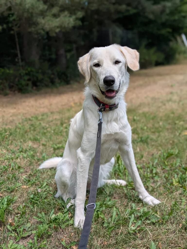 Gaia, female 3yo German Shepherd for adoption at Tierheim Düsseldorf, Düsseldorf