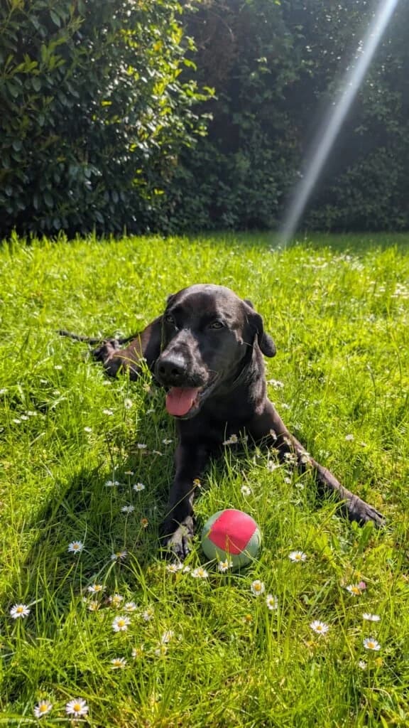 Onyx, male senior Labrador Retriever for adoption at Tierheim Düsseldorf, Düsseldorf