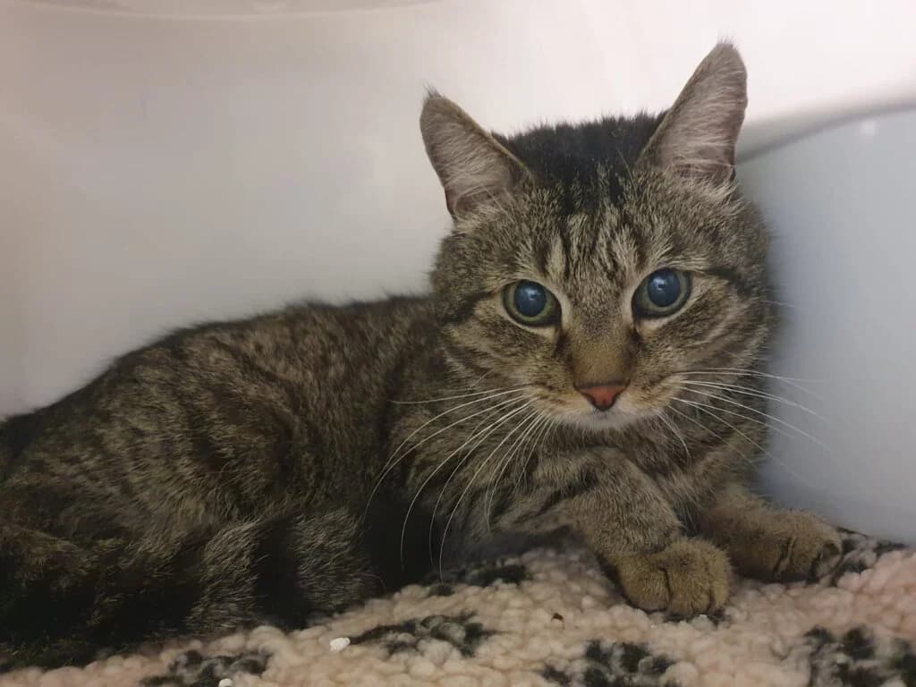 Sammy sucht endlich seinen letzten sicheren Hafen 🖤, male senior mixed breed for adoption at Tierheim Düsseldorf, Düsseldorf