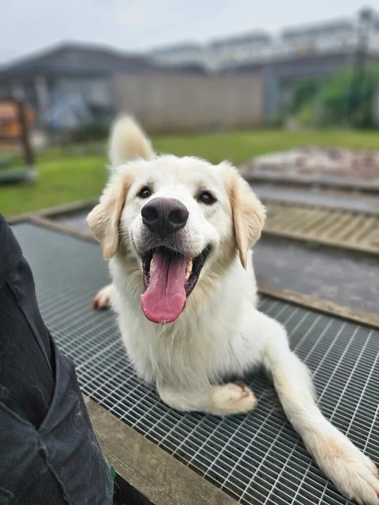 Benny, male 3yo mixed breed for adoption at Tierheim Düsseldorf, Düsseldorf