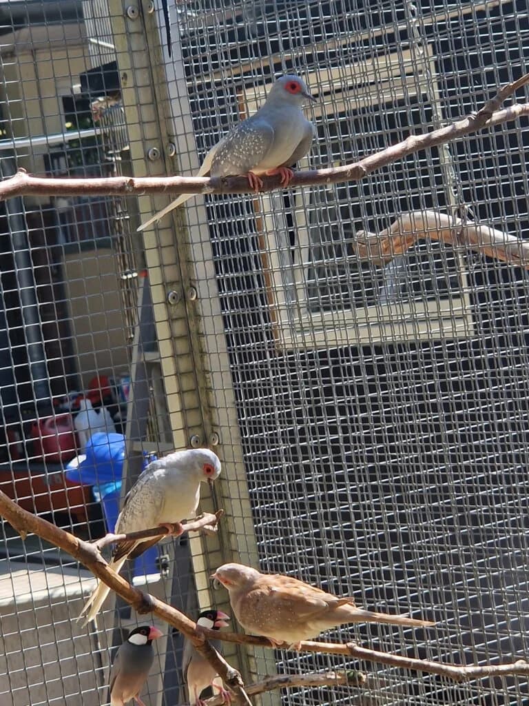 Diamanttauben-Trio sucht gemeinsames Zuhause, 3yo mixed breed for adoption at Tierheim Düsseldorf, Düsseldorf