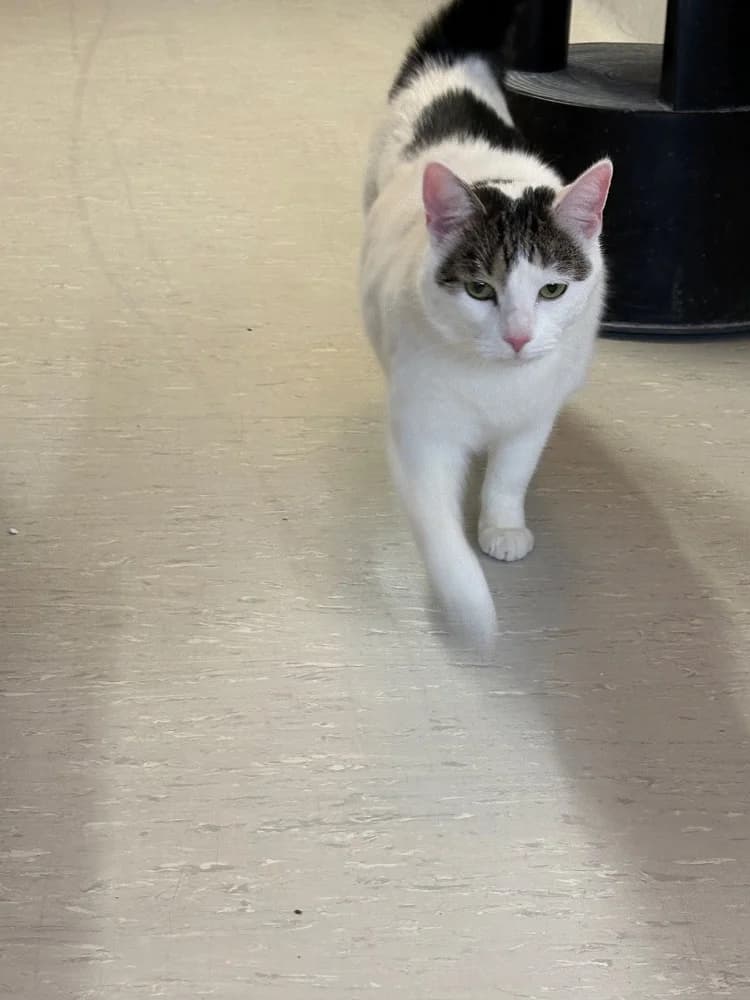 Kater Ole sucht ein liebevolles Zuhause 🐾, male mixed breed for adoption at Tierheim Düsseldorf, Düsseldorf