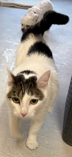 Kater Ole sucht ein liebevolles Zuhause 🐾, male mixed breed for adoption at Tierheim Düsseldorf, Düsseldorf — photo 2 of 4