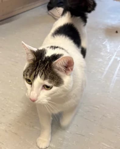 Kater Ole sucht ein liebevolles Zuhause 🐾, male mixed breed for adoption at Tierheim Düsseldorf, Düsseldorf — photo 3 of 4