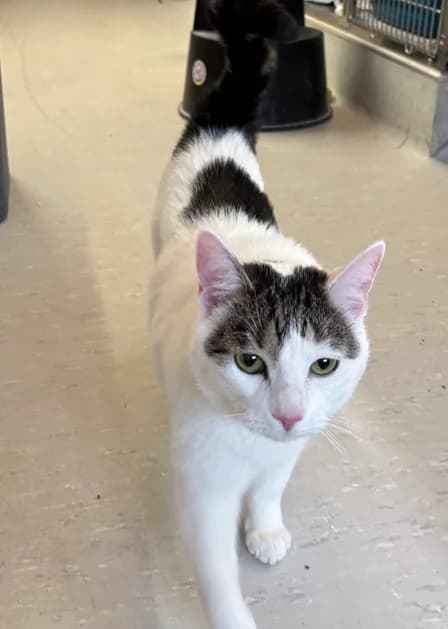 Kater Ole sucht ein liebevolles Zuhause 🐾, male mixed breed for adoption at Tierheim Düsseldorf, Düsseldorf — photo 4 of 4