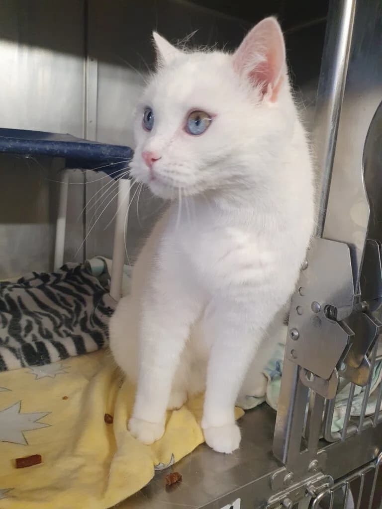 Schneewittchen - sucht Menschen mit Herz für schwierige Charaktere 🍀, female mixed breed for adoption at Tierheim Düsseldorf, Düsseldorf