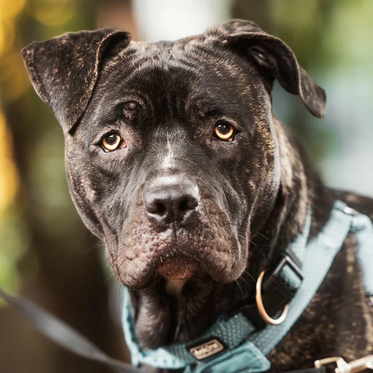 Stormy,  Presa Canario for adoption at Städtisches Tierheim Duisburg, Duisburg