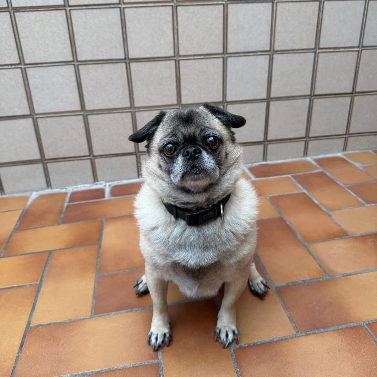 Shakespeare,  senior Pug for adoption at Städtisches Tierheim Duisburg, Duisburg