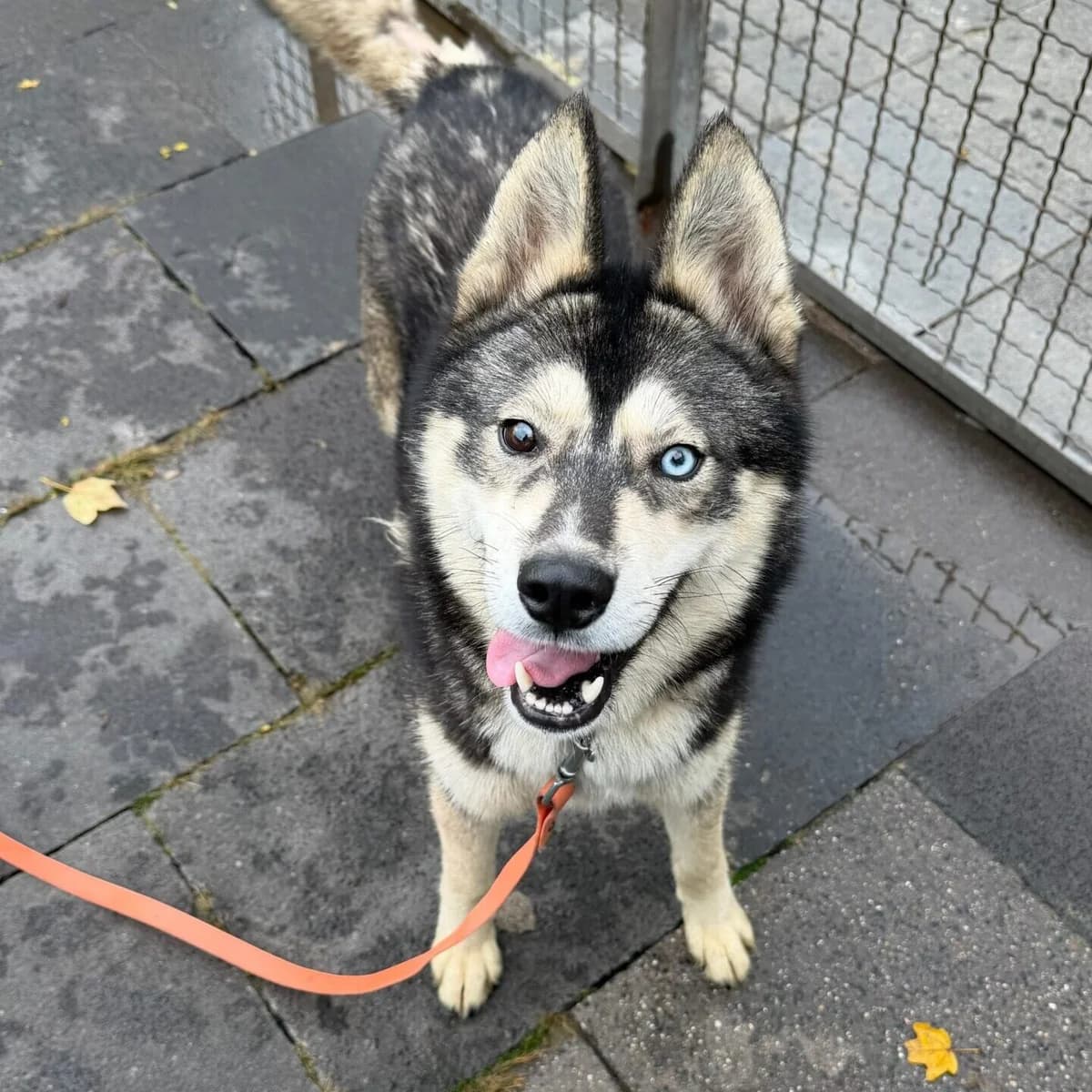 Hexe,  Husky for adoption at Städtisches Tierheim Duisburg, Duisburg