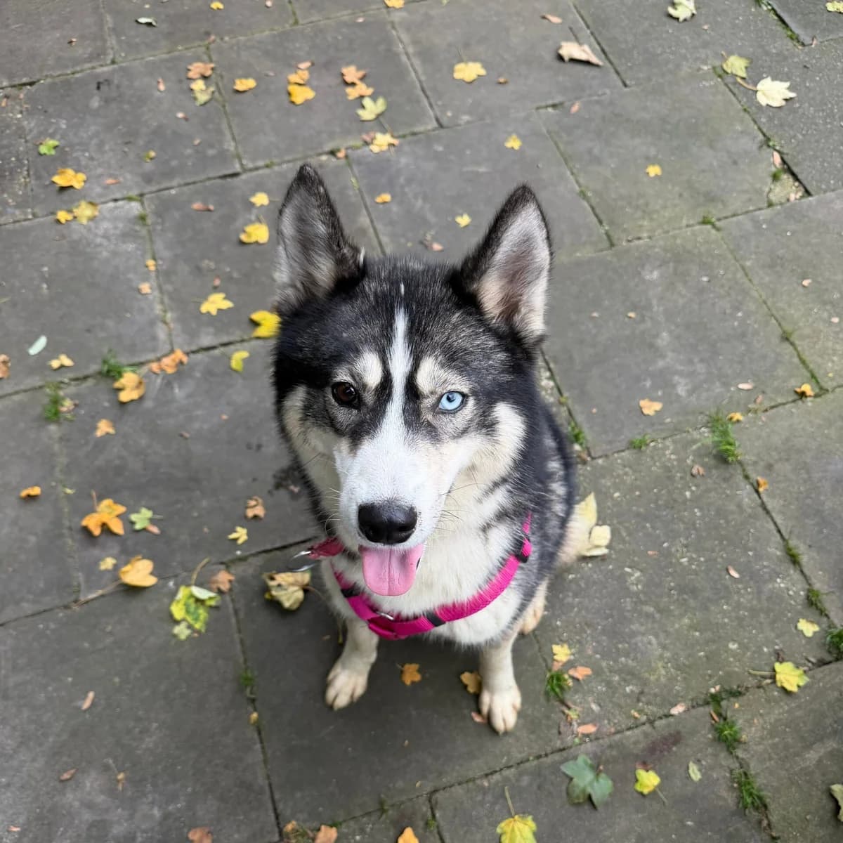 Livy,  Husky for adoption at Städtisches Tierheim Duisburg, Duisburg