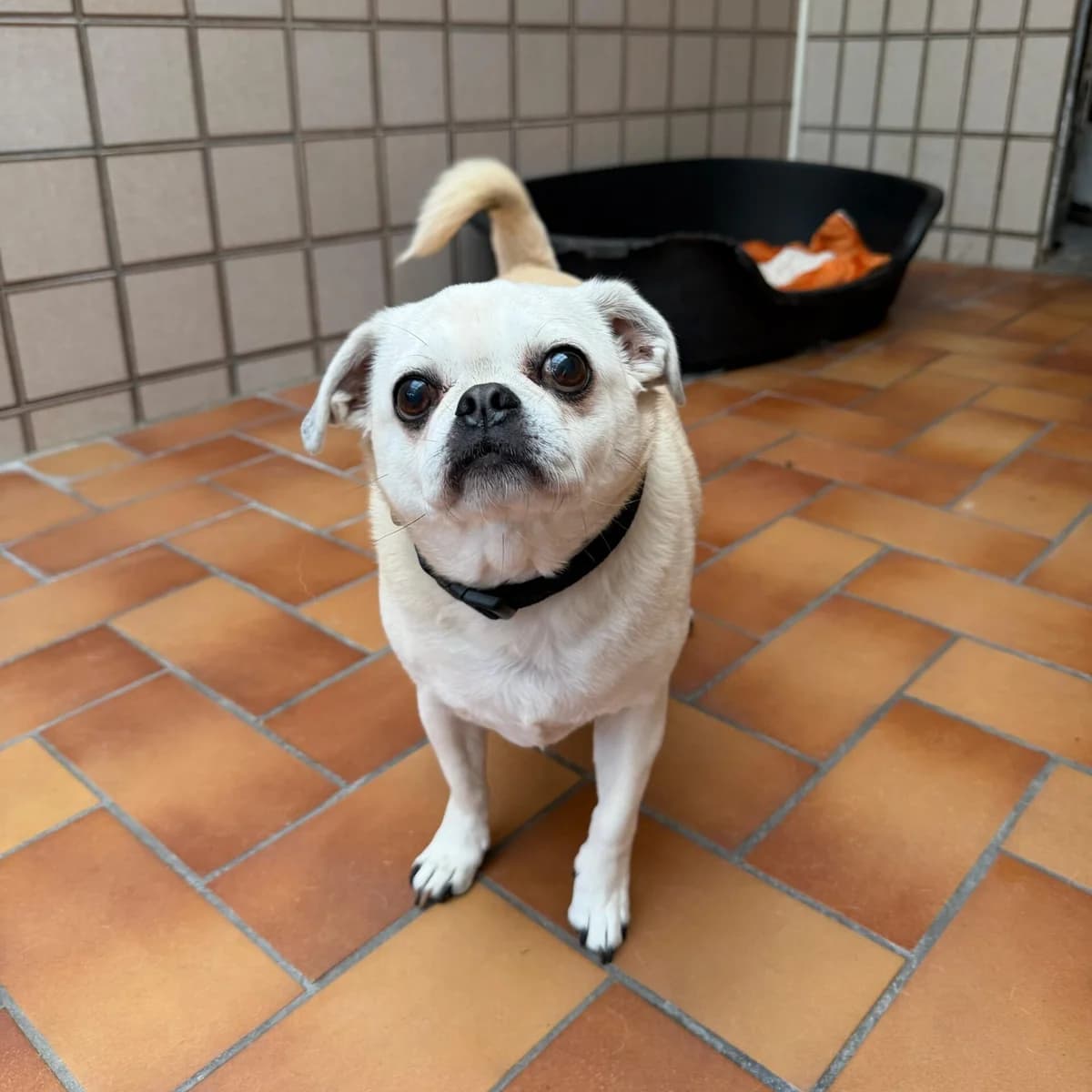 Othello,  senior Pug for adoption at Städtisches Tierheim Duisburg, Duisburg