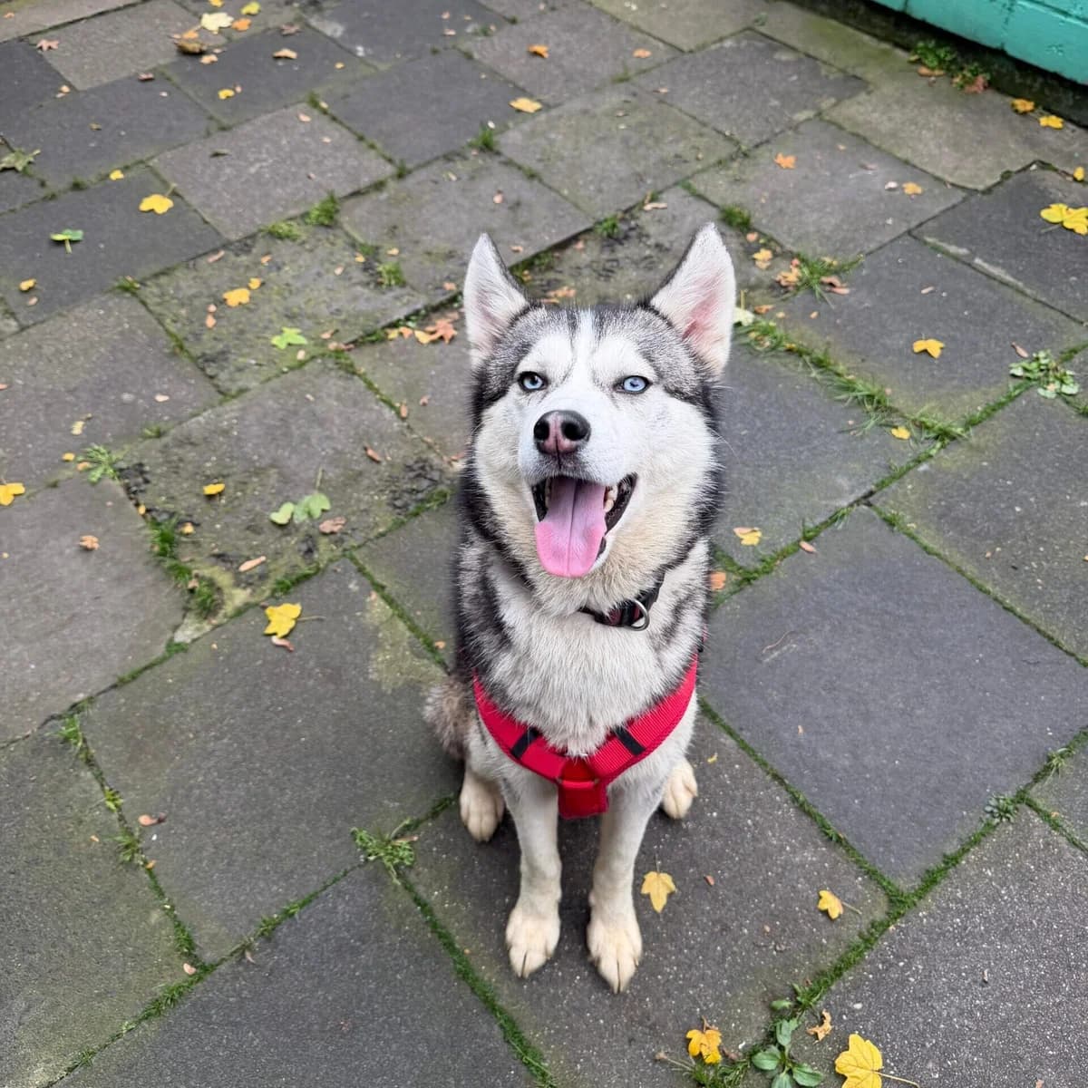 Lumi,  Husky for adoption at Städtisches Tierheim Duisburg, Duisburg