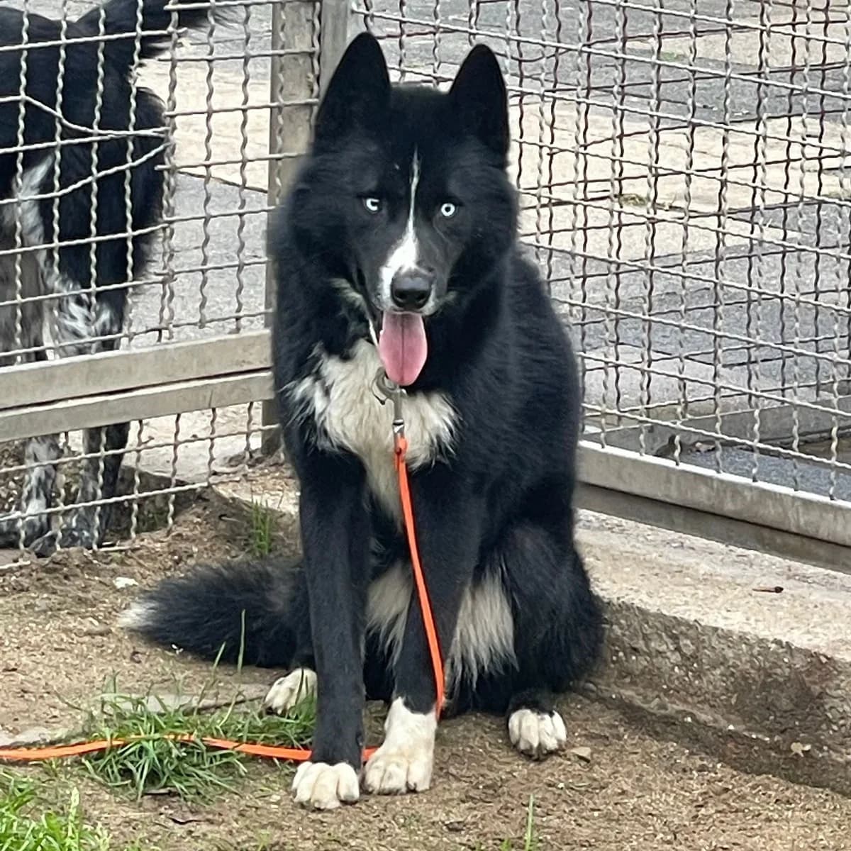 Taro,  Husky for adoption at Städtisches Tierheim Duisburg, Duisburg