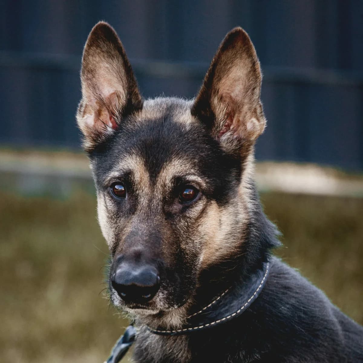 Klaus, male German Shepherd for adoption at Städtisches Tierheim Duisburg, Duisburg