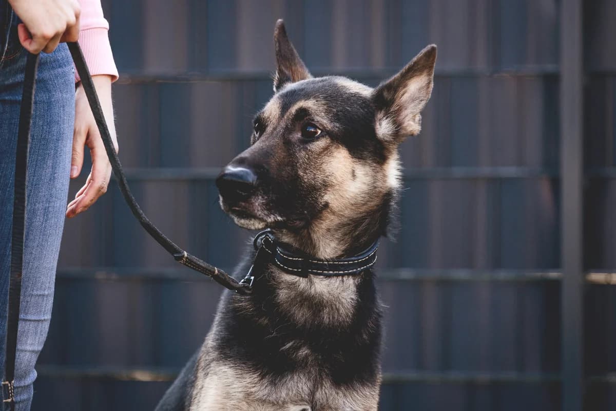 Klaus, male German Shepherd for adoption at Städtisches Tierheim Duisburg, Duisburg — photo 2 of 5