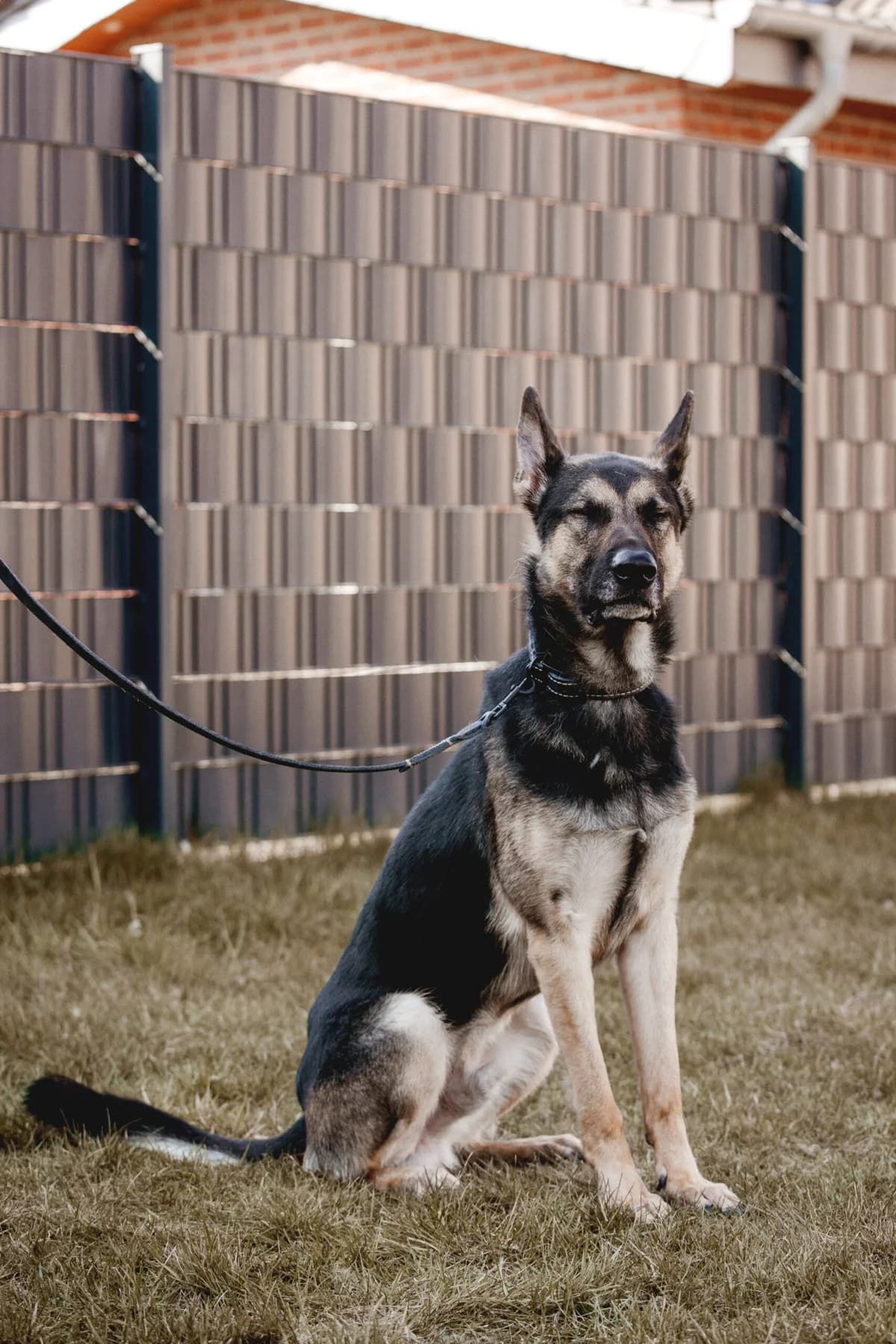Klaus, male German Shepherd for adoption at Städtisches Tierheim Duisburg, Duisburg — photo 3 of 5