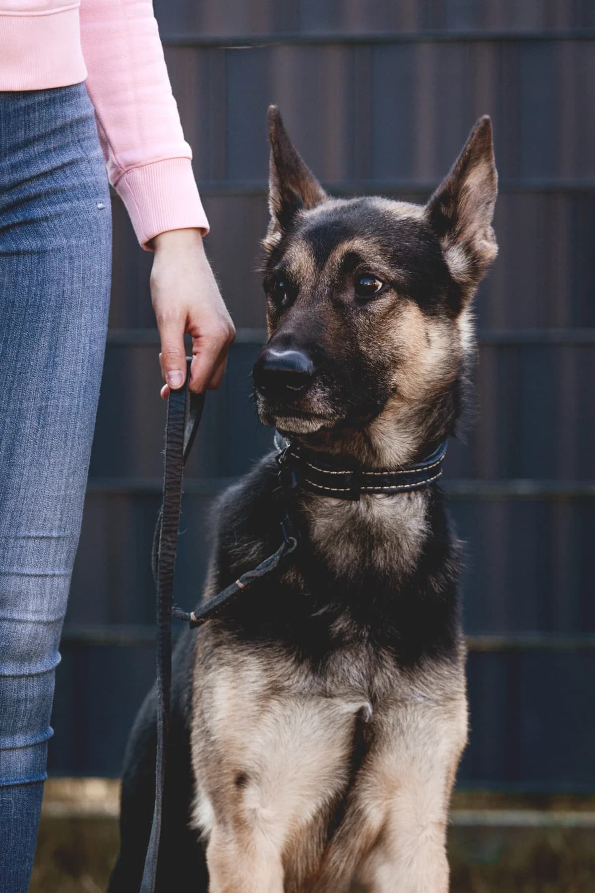 Klaus, male German Shepherd for adoption at Städtisches Tierheim Duisburg, Duisburg — photo 4 of 5