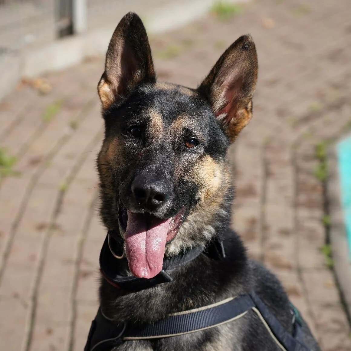Klaus, male German Shepherd for adoption at Städtisches Tierheim Duisburg, Duisburg — photo 5 of 5